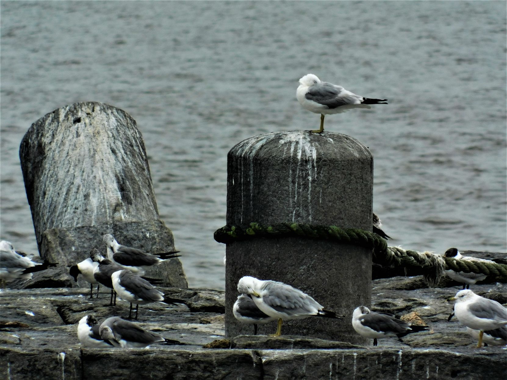 Seagulls